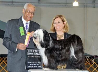 013- Julie finishing Mavis’s Grand Champion. Best of Breed, Best of Breed Owner Handled with a 5 point major. Judge Carl E. Gomes