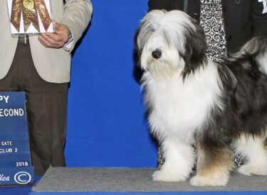 018-Regalias Gentleman Jack of Serenity Best Puppy Group 2 at the Cow Palace. Judge Robert R. Frost
