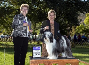 019-BGCH Serenity’s Beau Tie Affair Beau is a New Grand Champion winning Best of Breed under Judge Patricia Lanctot