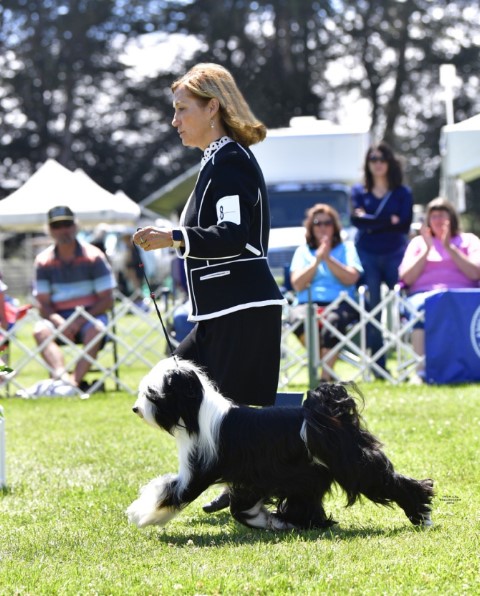 GCH Serenity's Moonlight Masquerade, "Ellie", in Group competition