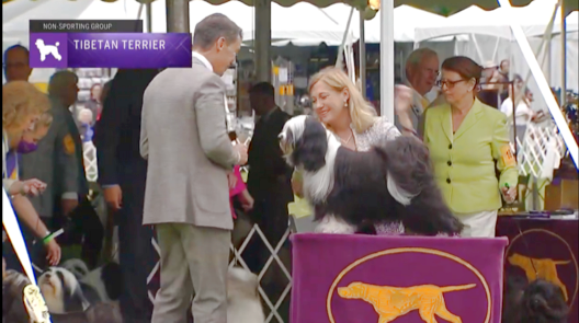 GCHS CH Serenity's Moonlight Masquerade, "Ellie" at the Westminster Dog Show
