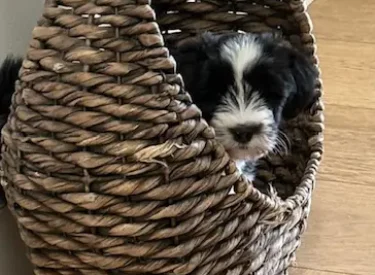 Our Previous Puppies