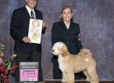 Serenity’s The Magnificent Milo, Milo wins Best Puppy in Show 4-6 months under judge Joe Holava